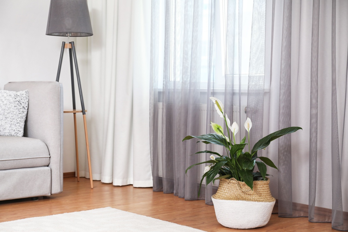 Peace lily sitting in front of a window to improve air quality